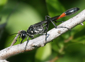 Common Thread-waisted Wasp